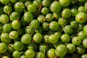 Lots of gooseberry fruit, background.