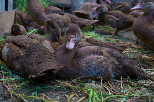 Beautiful grown-up domestic ducks lie in the grass in the farm.