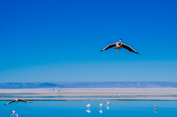 seagulls flying over the sea