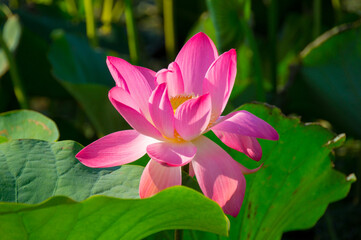 One beautiful pink Lotus flower, photo, close-up.