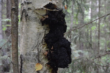 
Tinder fungus or Inonotus oblique (lat.Inonotus obliquus) is a species of fungi of the genus Inonotus chaga