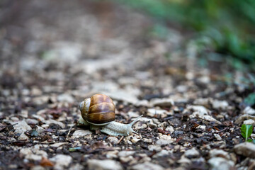 Burgundy snail in woodland