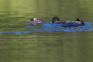 common loon or great northern diver (Gavia immer) feeding baby