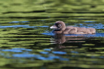 common loon or great northern diver (Gavia immer) baby