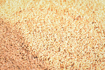 closeup of a indian traditional wheat (Gehu) on the floor 