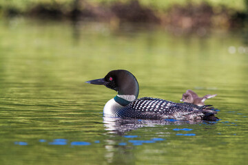 common loon or great northern diver (Gavia immer) feeding baby