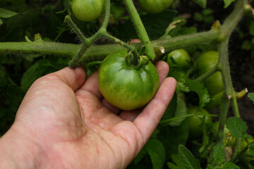 tomatoes grow in the country