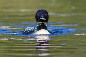 common loon or great northern diver (Gavia immer) feeding baby