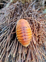 Asiatic rhinoceros beetle (coconut rhinoceros beetle or coconut palm rhinoceros beetle) with natural background. This animal is a species of rhinoceros beetle of the family Scarabaeidae.