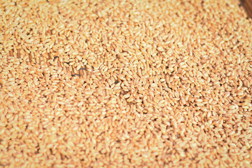 closeup of a indian traditional wheat (Gehu) on the floor 