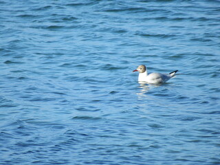 mouette