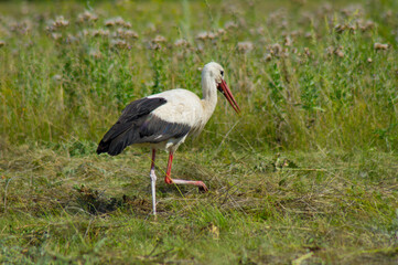 A white bird with black wing tips, a long neck, a long thin red bull, and long reddish legs.A beautiful stork walks on the green grass in a field.Photo.