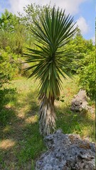 palm trees in the park