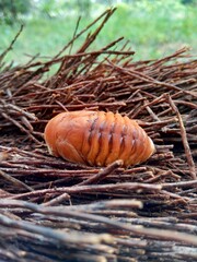 Asiatic rhinoceros beetle (coconut rhinoceros beetle or coconut palm rhinoceros beetle) with natural background. This animal is a species of rhinoceros beetle of the family Scarabaeidae.