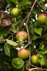green apples on a tree