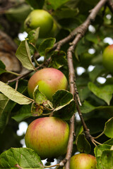 green apples on a tree