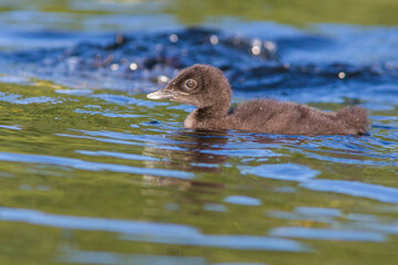 common loon or great northern diver (Gavia immer) baby