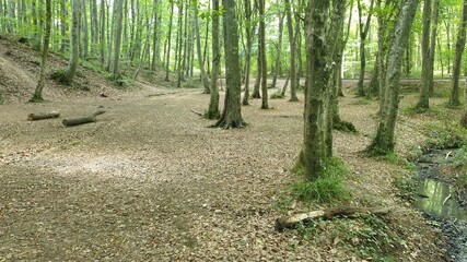 footpath in the forest