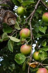 green apples on a tree