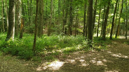 path in the forest