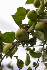 green apples on a tree