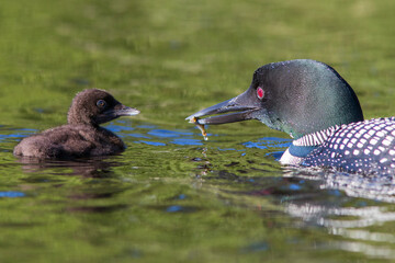 common loon or great northern diver (Gavia immer) feeding baby