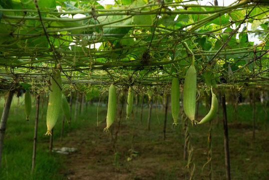 Sponge Gourd, Growing Up. 