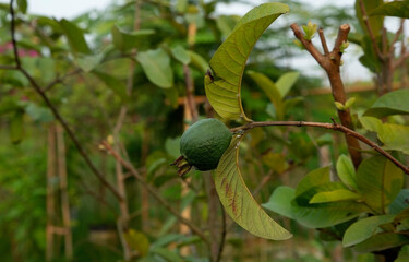 green guava on a tree