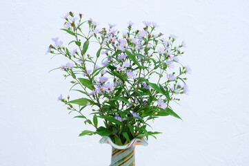 A bouquet of wild blue flowers in retro vase close-up. White background.