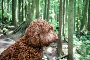 Side portrait of dog in the forest, sitting on a wooden bike trail. A fluffy red / orange female Labradoodle is panting and drooling from running. Focus on dog, soft forested background.