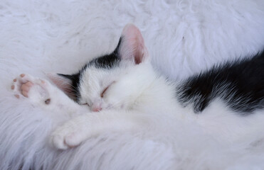 Fototapeta na wymiar Sweet cute little kitten pet, baby cat sleeping