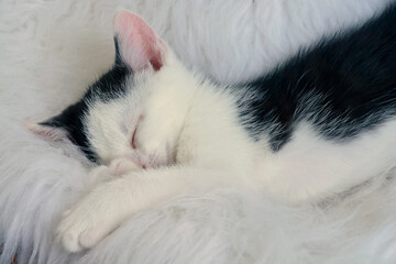 Sweet cute little kitten pet, baby cat sleeping