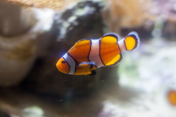 Clownfish