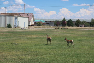 Two tiny deer wandering around a Wyoming town