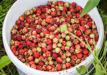 bucket full of ripe wild strawberries close up