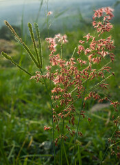 red and green leaves in the forest
