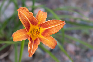 Obraz premium orange lily flower