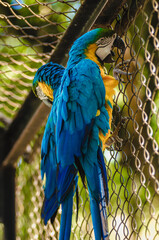 parrot in the zoo