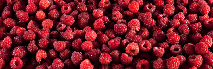 Pile of red ripe raspberries. Background and texture. Panorama.	
