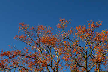 Ramos de mulungu-coral floridos com céu azul ao fundo.