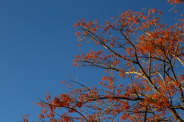 Galhos de mulungu-coral com flores, e céu azul ao fundo.