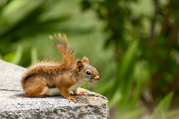 American Red Squirrel on concrete wall bordering garden in suburban area