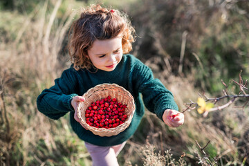 Small girl on a walk in nature, collecting rosehip fruit.