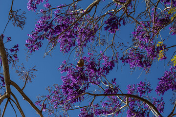 Jacarandá florido com céu azul ao fundo.