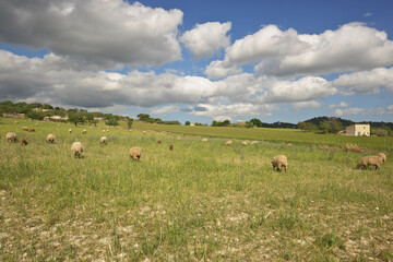 Rebaño de ovejas.Montuiri.Mallorca.Islas Baleares. Spain.