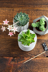 Home interior plants small succulent in concrete plant pot on a wooden background