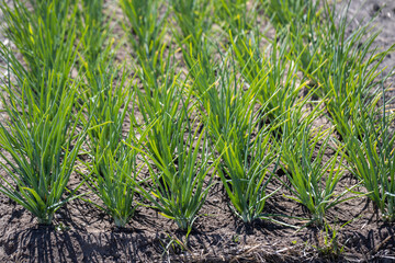 Smooth rows of onions turn green in the garden bed.