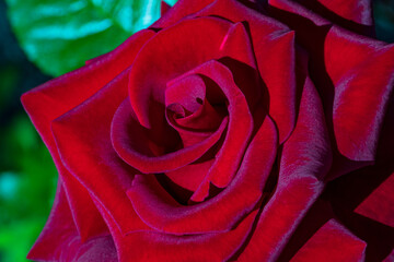 Huge red rose Bud close-up, selective focus. Red rose petals in a low key. Flower Bud and its pattern.