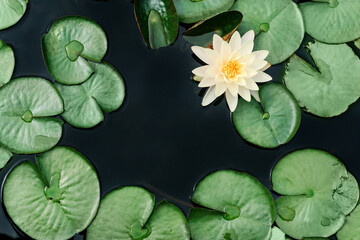 Flat lay composition with water lily and water lily leaves on dark water background with place for text.