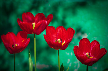 Tulips close-up, rich red color grow in the garden in a row on a dark green background. Garden flowers bloomed. Red tulips with blooming buds in the morning sun.